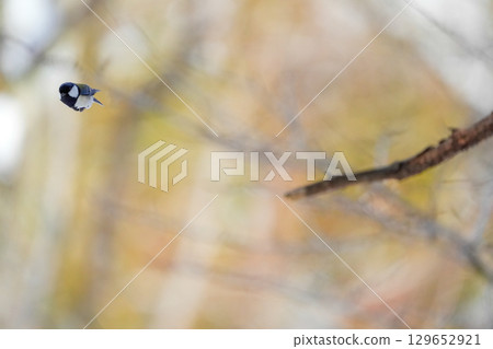 Varied tit photoshoot with α9Ⅲ 129652921