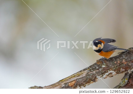 Varied tit photoshoot with α9Ⅲ 129652922