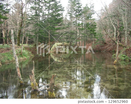 Trees reflected on the surface of the water Trees reflected on the surface of the water 129652960