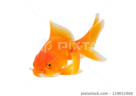 Oranda goldfish isolated on white background close up 129652988