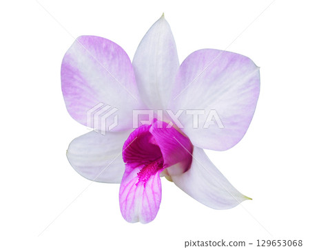 Beautiful pink and white orchid flower isolated on white background Beautiful pink and white orchid flower isolated on white background 129653068
