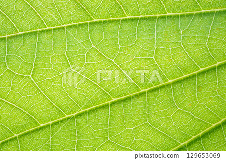 Natural plant green leaf texture surface background Natural plant green leaf texture surface background 129653069