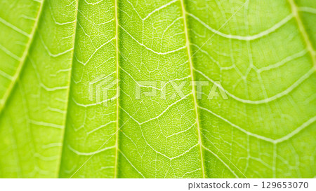Natural plant green leaf texture surface background Natural plant green leaf texture surface background 129653070