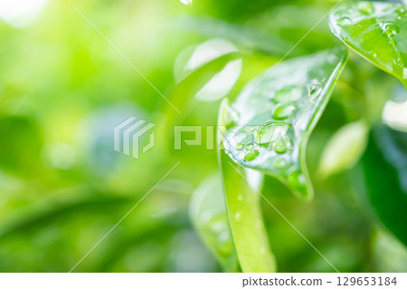 rain water drop on green leaf closeup natural background 129653184