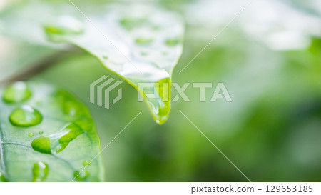 rain water drop on green leaf closeup natural background rain water drop on green leaf closeup natural background 129653185