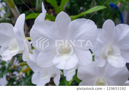 Beautiful Orchid flower blooming in garden floral background 129653192