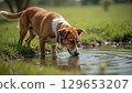 Mixed breed dog drinking water from a puddle in a green field 129653207