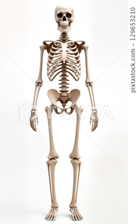 Human skeleton standing on white background, showing bones and joints 129653210