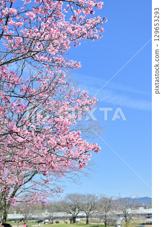 京都加茂河沿岸的櫻花盛開 129653293