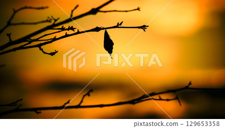 A single leaf barely remaining in the evening light in late autumn in Hokkaido A single leaf barely remaining in the evening light in late autumn in Hokkaido 129653358