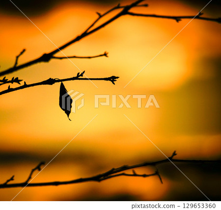 北海道深秋的傍晚,一片片殘葉 北海道深秋的傍晚,一片片殘葉 129653360