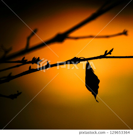 北海道深秋的傍晚，一片片殘葉 129653364