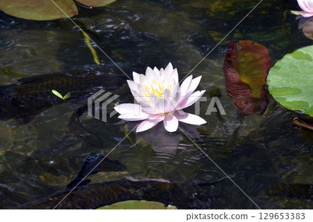 睡蓮和鯉魚 129653383