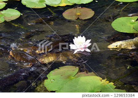 睡蓮和鯉魚 129653384