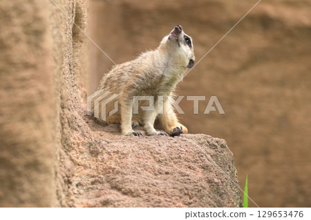 一隻貓鼬試圖辨別飛行物體是鳥、飛機還是無人機 一隻貓鼬試圖辨別飛行物體是鳥、飛機還是無人機 129653476