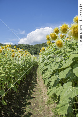 白向日葵 白向日葵 129653516