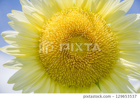 白向日葵 129653537