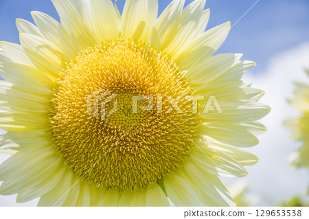 白向日葵 129653538