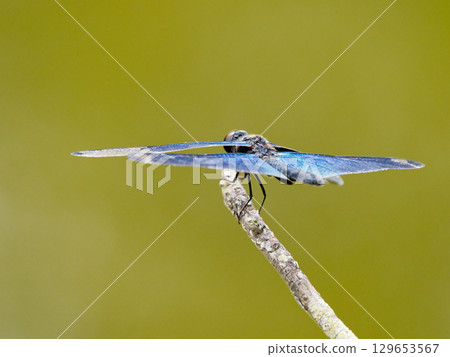 Blue-purple wings of a dragonfly 129653567