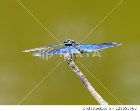 Blue-purple wings of a dragonfly Blue-purple wings of a dragonfly 129653568