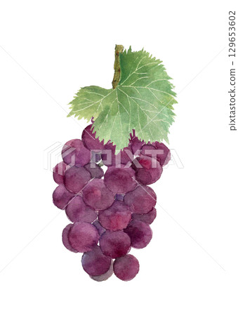 一串葡萄的插圖素材，葉子用水彩畫[手繪]，白色背景摳出 129653602