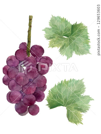 Watercolor illustration of a bunch of grapes and leaves [hand-drawn] on a white background. 129653603