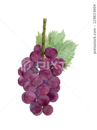 Illustration material of a bunch of grapes with leaves drawn in watercolor [hand-drawn] white background cutout 129653604