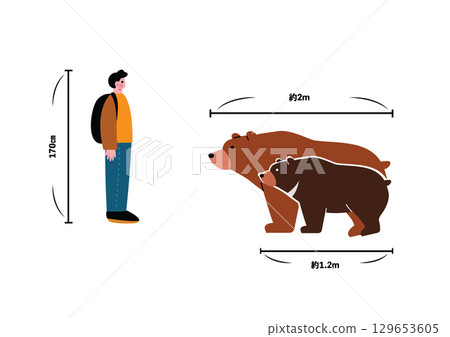 Size comparison between wild bears and humans 129653605