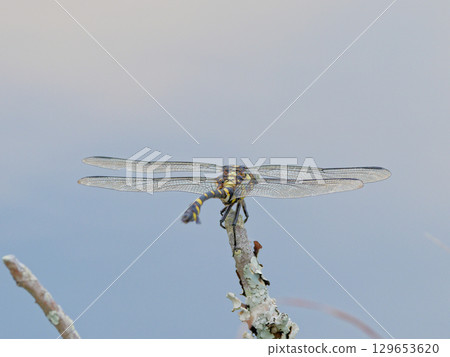 棲息在樹枝上的蜻蜓早苗蜻蜓仙人球♀ 129653620