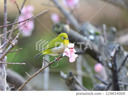 Plum and mezzo 129654009