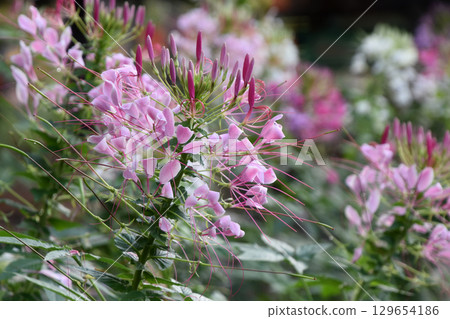 Western Wind Walter Grass 129654186