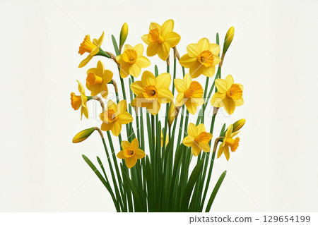 A beautiful cluster of yellow daffodils in various stages of bloom. Great for springtime advertising, nature-themed content, or seasonal decorations.r floral, gardening, and wellness industries. 129654199