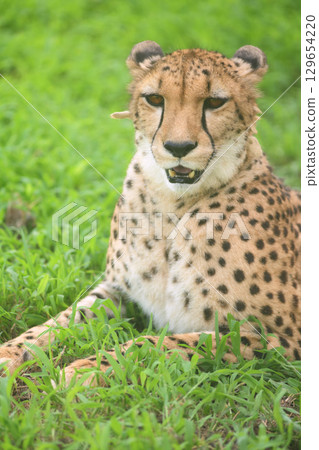 一隻獵豹張開嘴巴忍受酷暑的肖像 129654220