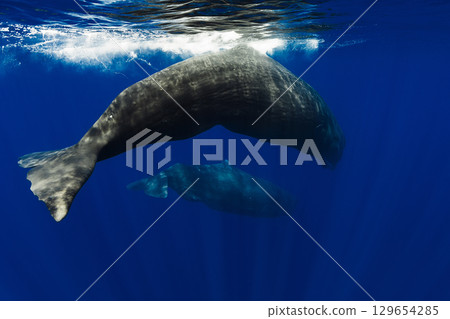 Couple of sperm whales underwater in blue sea Couple of sperm whales underwater in blue sea 129654285