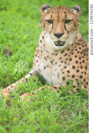 A cheetah lying down on the grass enjoying the cool evening air 129654298