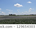 Potato field 129654303