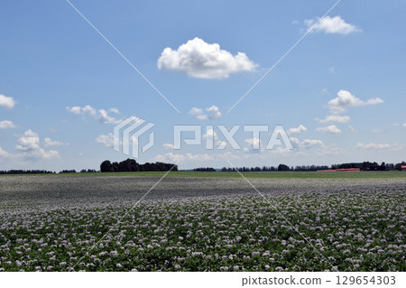 Potato field 129654303