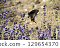 Swallowtail butterfly and lavender 129654370