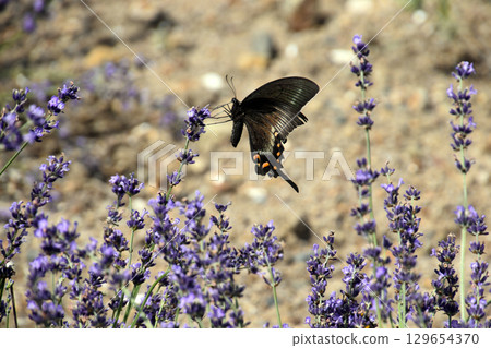 Swallowtail butterfly and lavender 129654370