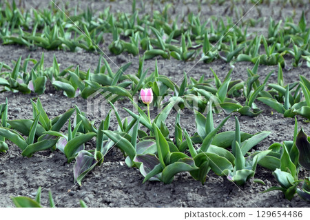 Only one tulip blooms 129654486