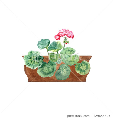 Geranium plant with rounded leaves, pink blossoms in a clay pot. Hand-painted watercolor clipart isolated on white perfect for garden designs, floral arrangements, invitations, packaging, home decor Geranium plant with rounded leaves, pink blossoms in a clay pot. Hand-painted watercolor clipart isolated on white perfect for garden designs, floral arrangements, invitations, packaging, home decor 129654493