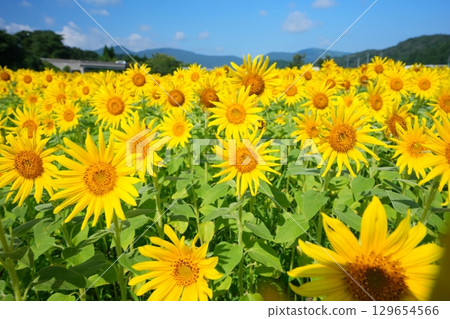 Sunflower Field 10 129654566