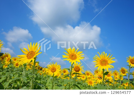 向日葵田28 向日葵田28 129654577