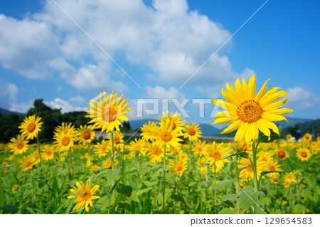 Sunflower field 36 Sunflower field 36 129654583
