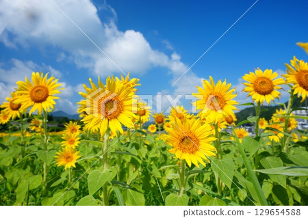 Sunflower field 46 129654588