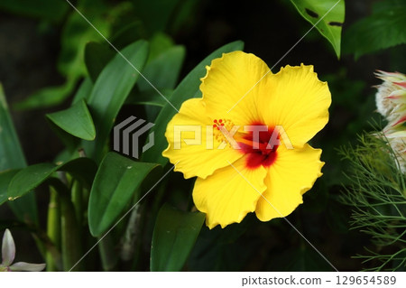 Yellow hibiscus Yellow hibiscus 129654589