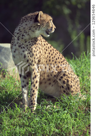 炎熱的夏天，獵豹在陽光下轉身 129654646