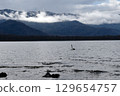 Lake Kussharo and Swan 129654757
