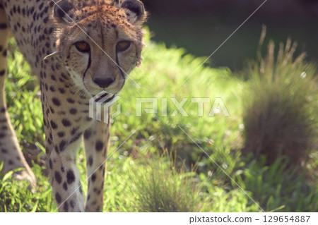 A cheetah never misses a patrol around my house, even during the hot summer days 129654887