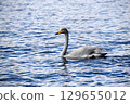 Swan 129655012